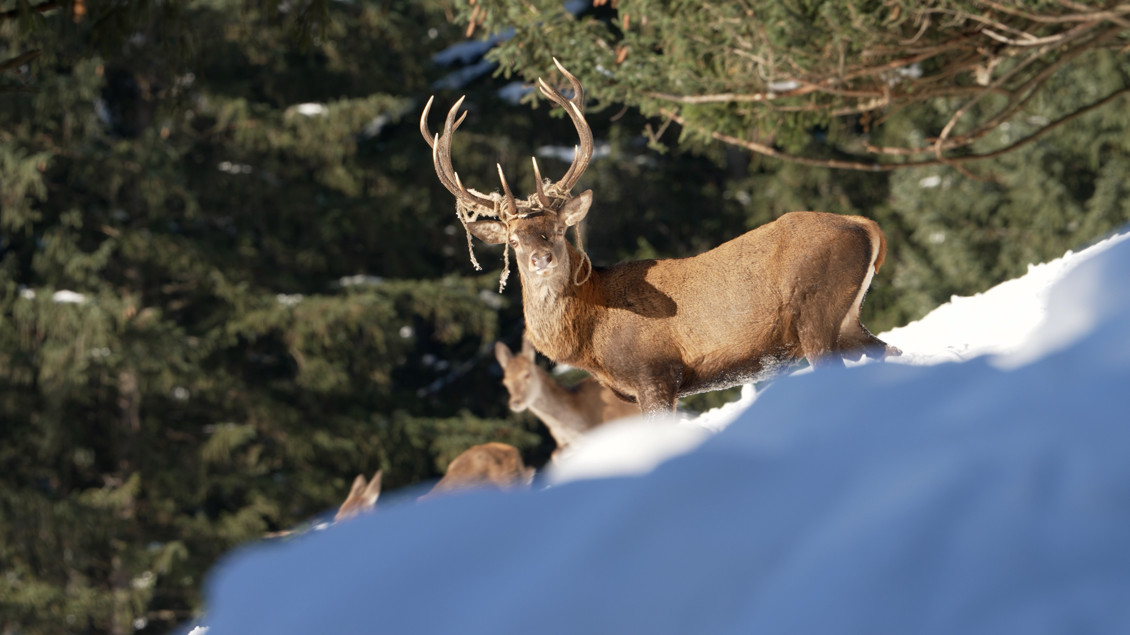 20231207 198 4159.00 14 48 17.Standbild011[1]